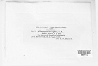 Gloeosporium affine image